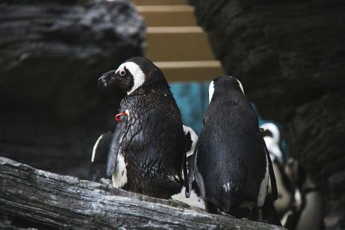サンシャイン水族館_ペンギン